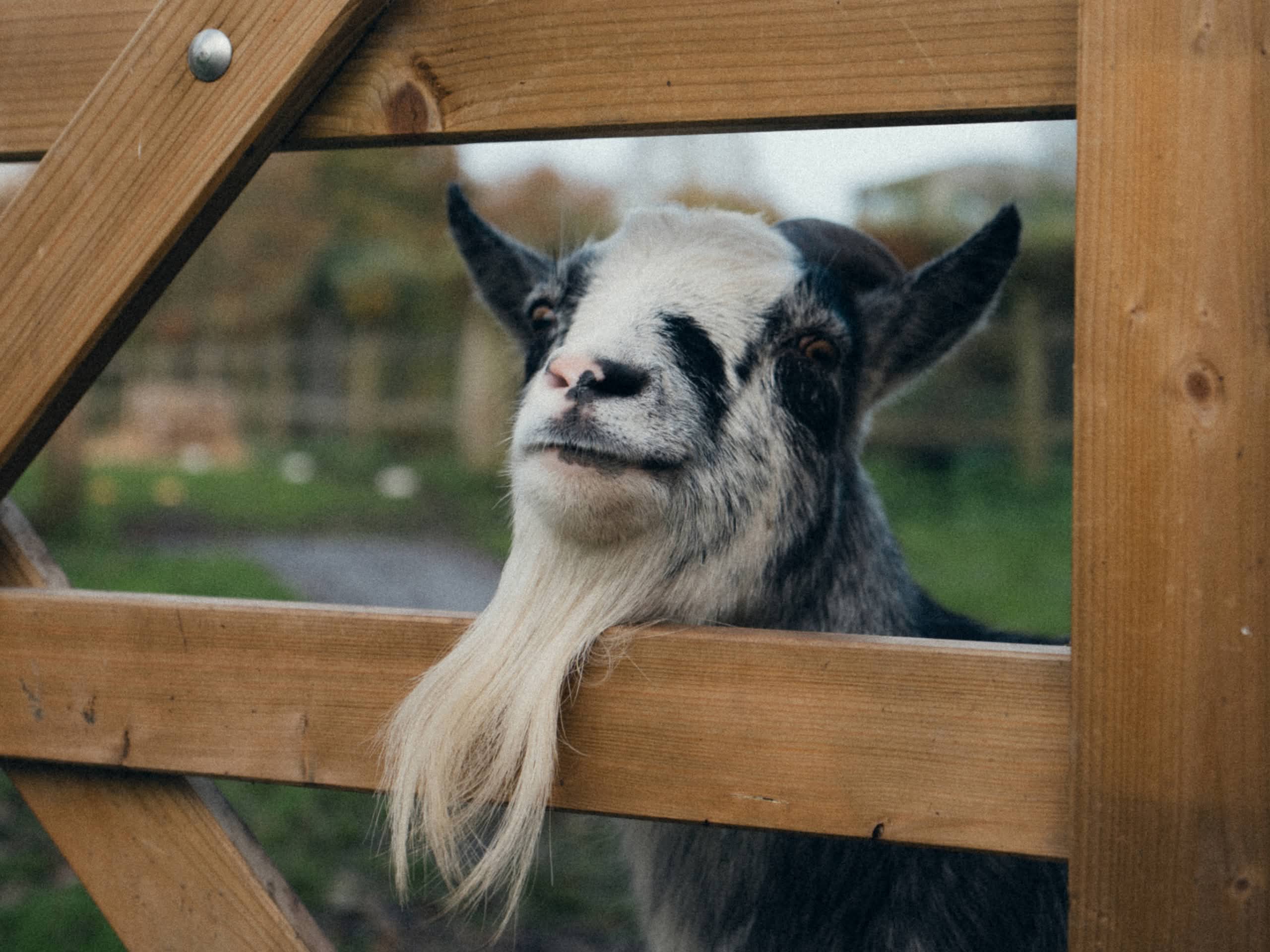 A goat peeks through a wooden fence at the HOKA retreat in Suffolk, UK in November 2025.
