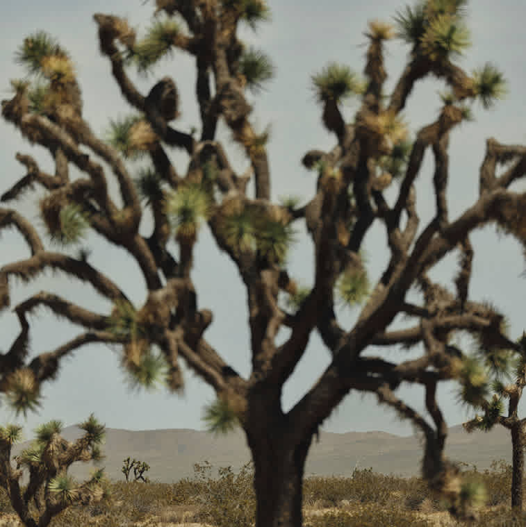 A large Joshua tree with spiked branches against a pale sky, with a mountain range in the distance.