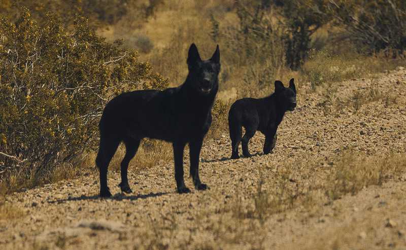 Two black dogs standing on a gravelly desert path next to low-growing shrubs.