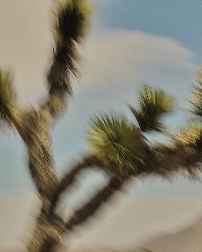 A blurry, artistic close-up of a Joshua tree's spiked branches against a soft, pale blue sky.