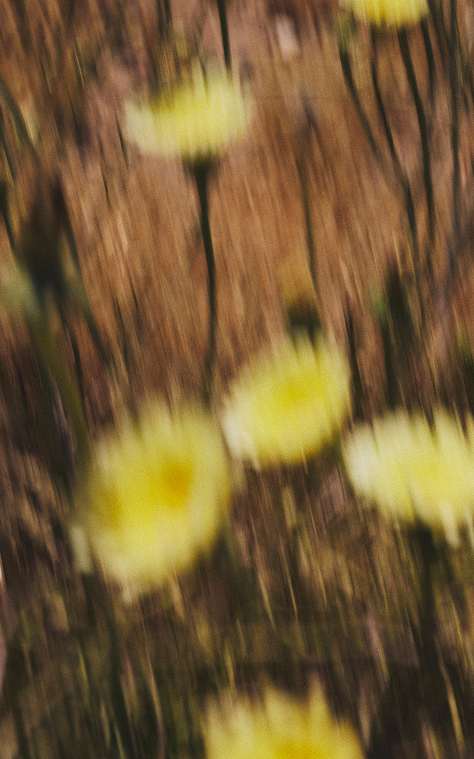 A blurry, close-up artistic shot of yellow desert wildflowers.