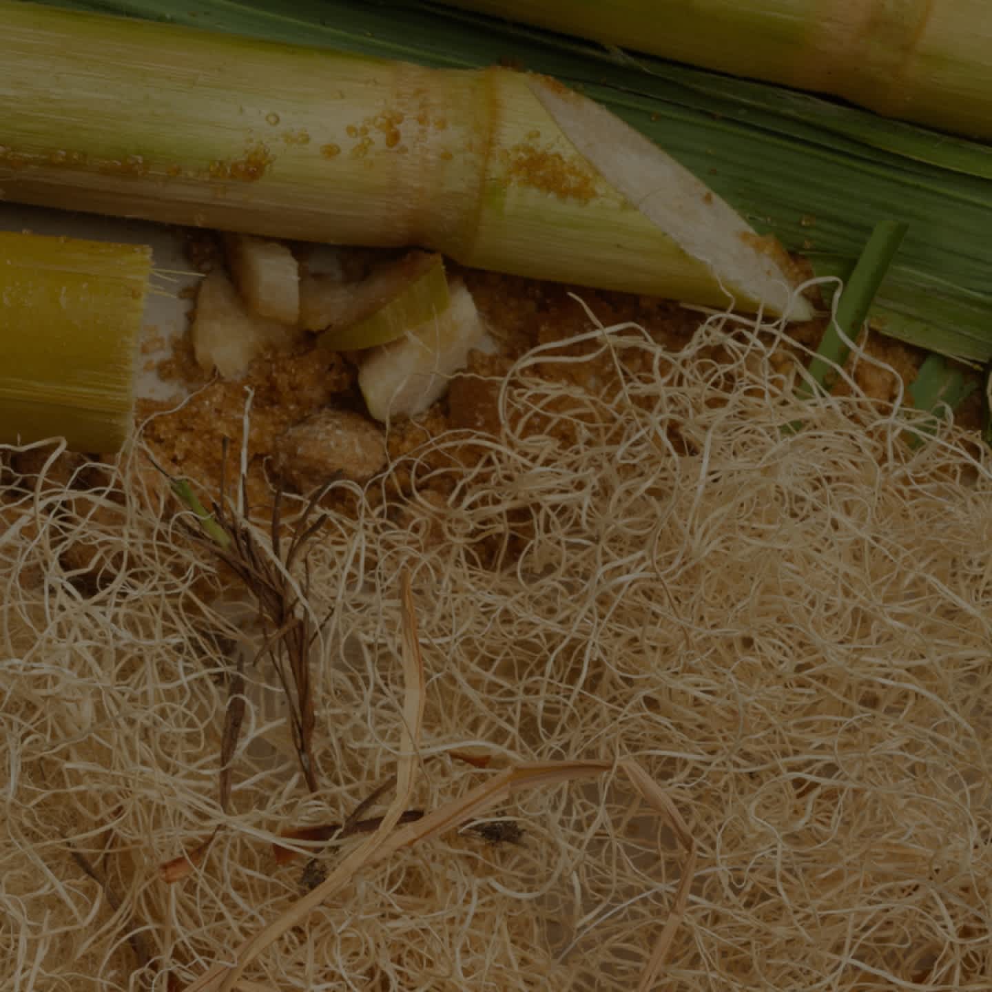 A close up on sugarcane used in creation of some UGG shoes.