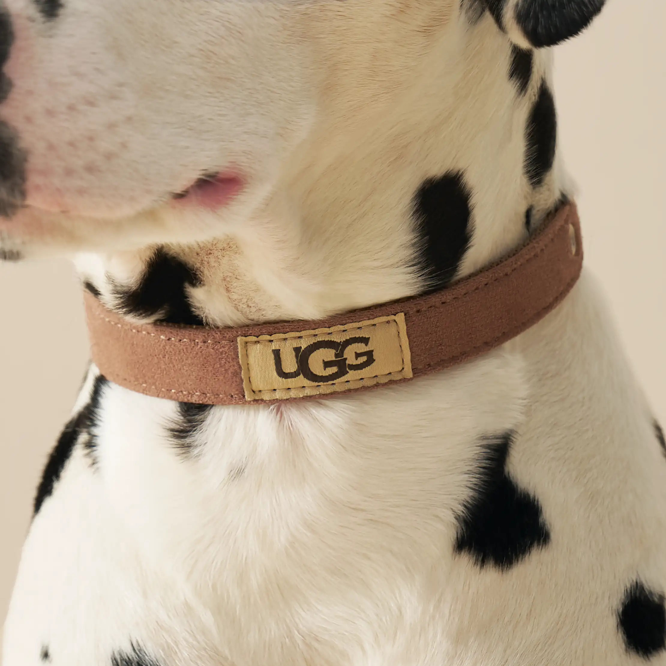 Wylie Collar Medium
