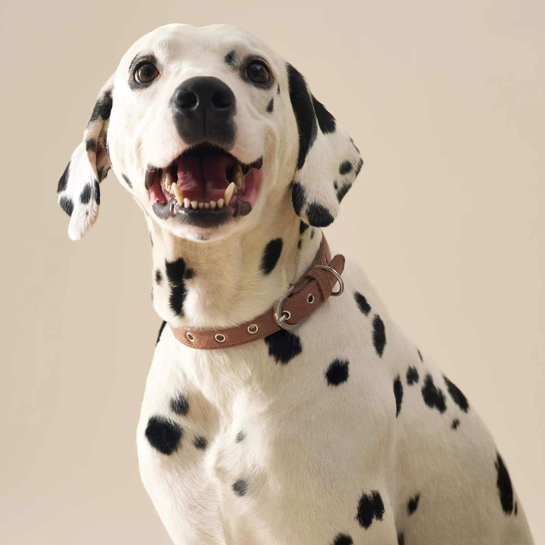 Wylie Collar Large