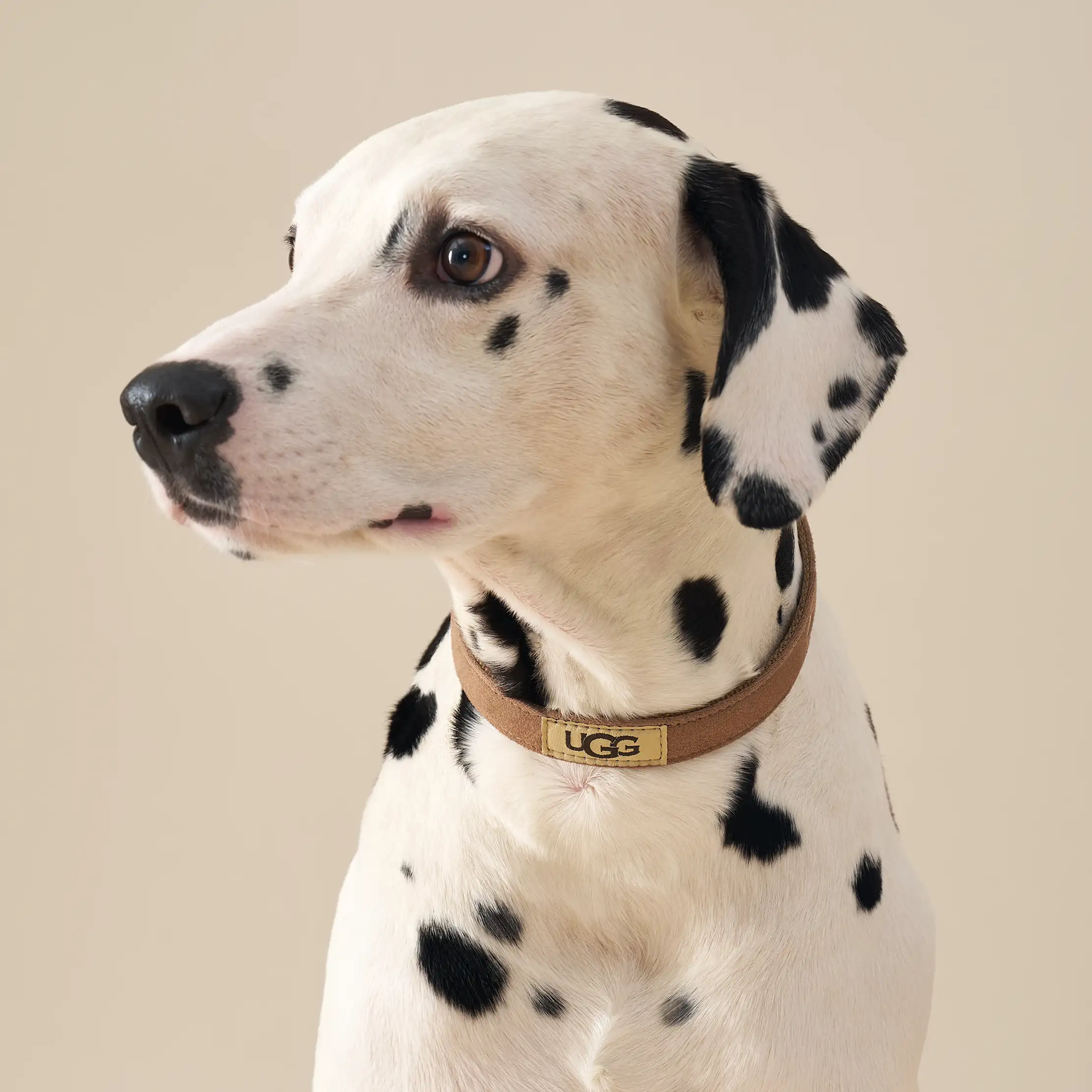 Wylie Collar Small