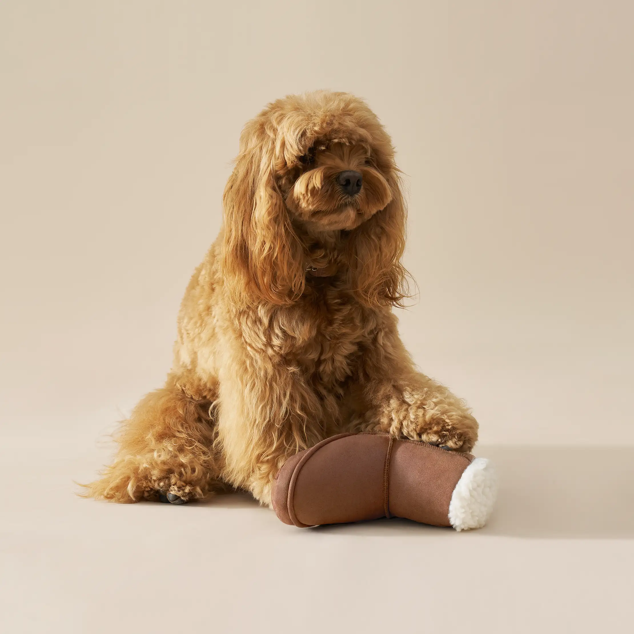 Classic Boot Pet Toy
