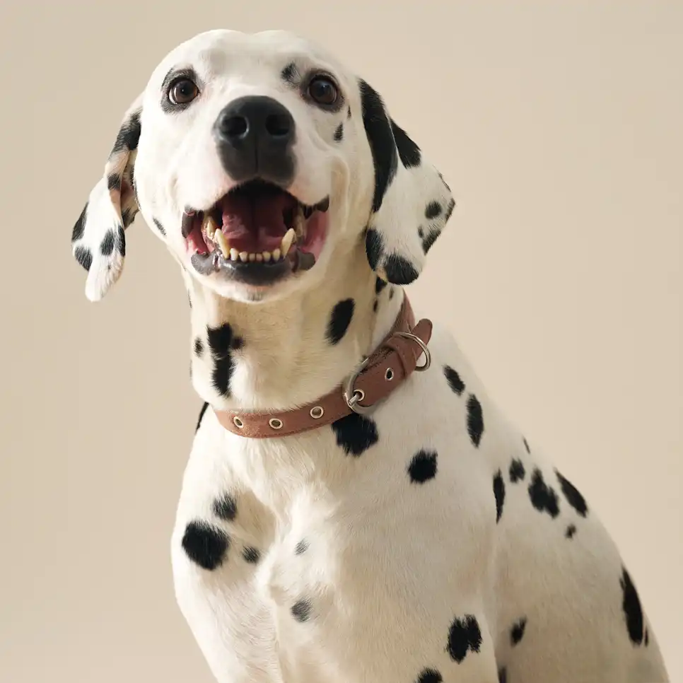 Wylie Collar Medium