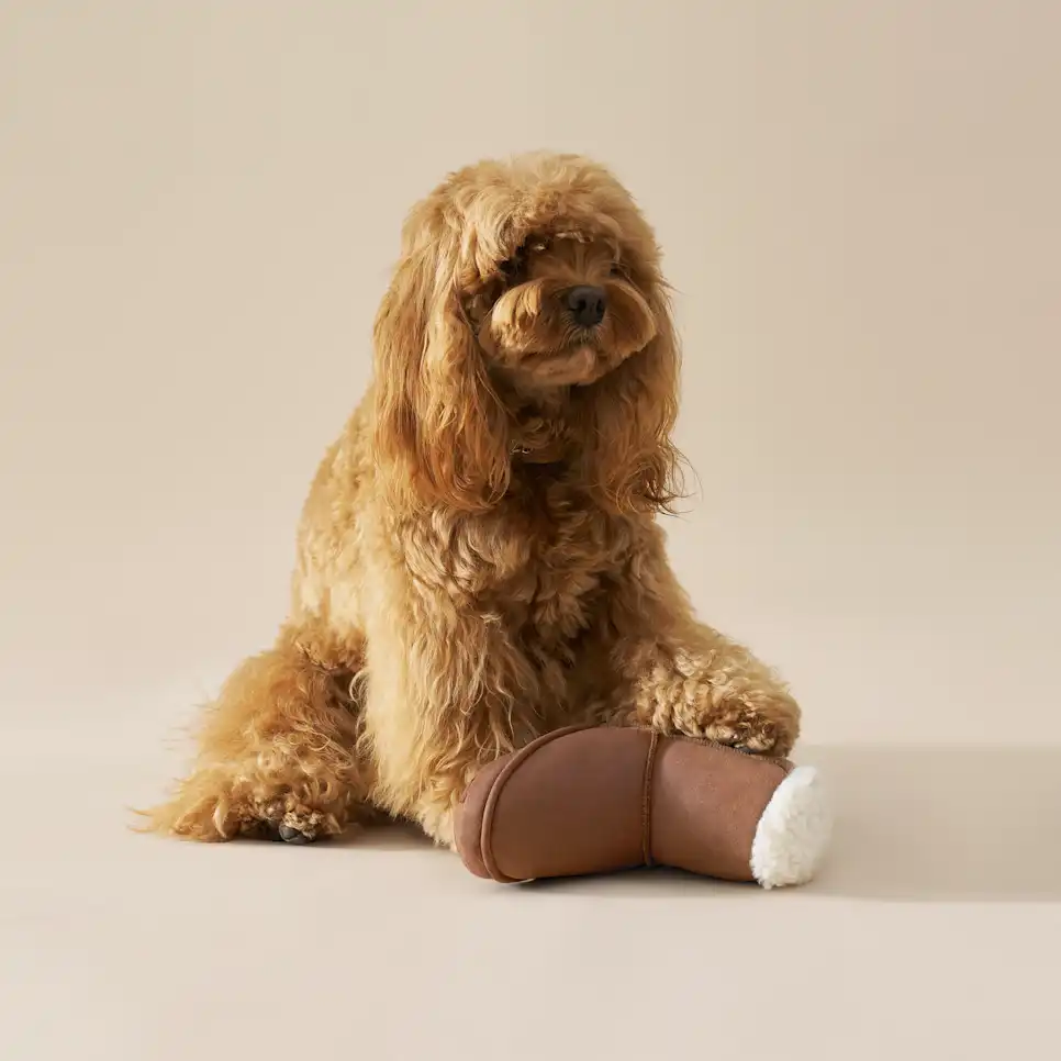 Classic Boot Pet Toy