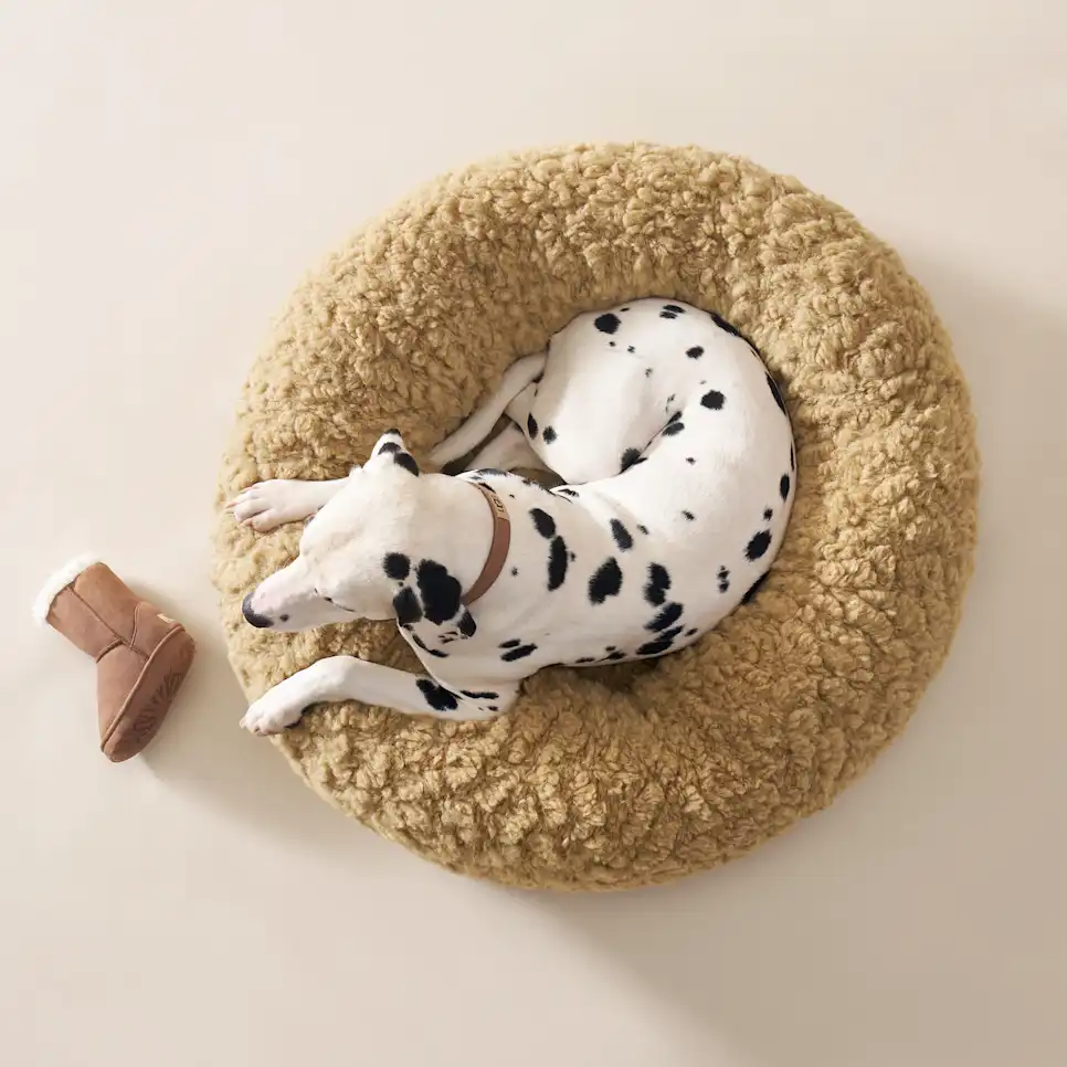 Classic Boot Pet Toy